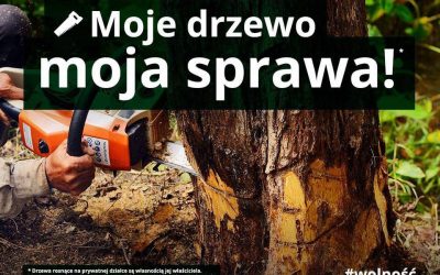 Czego NIE WIDAĆ w sprawie wycinki drzew